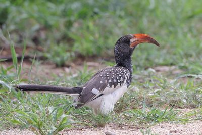 Monteiro's Hornbill - Monteiro's Tok - Tockus monteiri