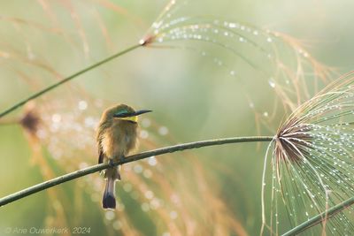 Little Bee-eater - Dwergbijeneter - Merops pusillus