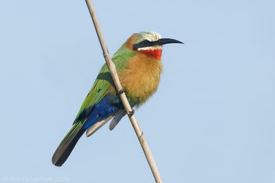 White-fronted Bee-eater - Witkapbijeneter - Merops bullockoides