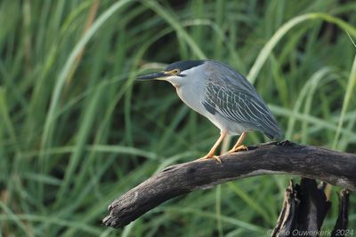 Striated Heron - Mangrovereiger - Butorides striat