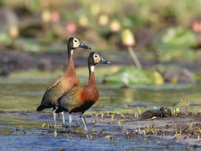 White-faced Whistling Duck - Witwangfluiteend - Dendrocygna viduata