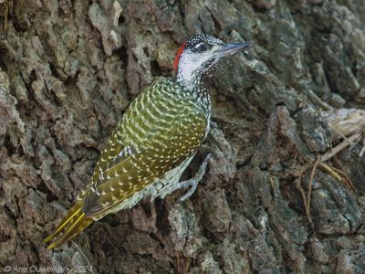 Golden-tailed Woodpecker - Goudstaartspecht - Campethera abingoni