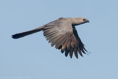 Grey Go-away-bird - Vale Toerako - Crinifer concolor