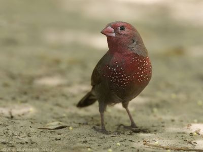 Brown Firefinch - Bruine Amarant - Lagonosticta nitidula