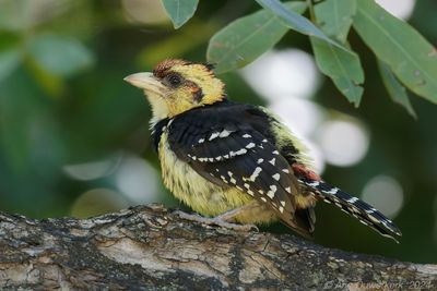 Crested Barbet - Kuifbaardvogel - Trachyphonus vaillantii
