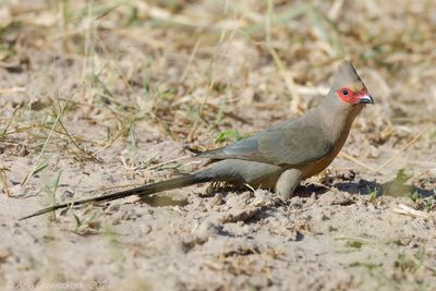 Red-faced Mousebird - Roodwangmuisvogel - Urocolius indicus
