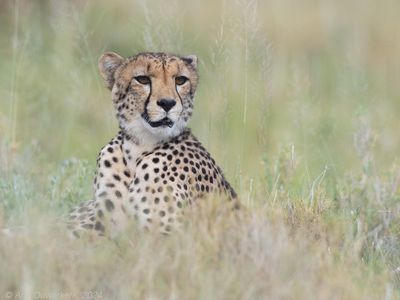 Cheetah - Jachtluipaard - Acinonyx jubatus