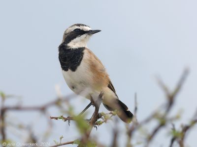 Etosha, Namutoni