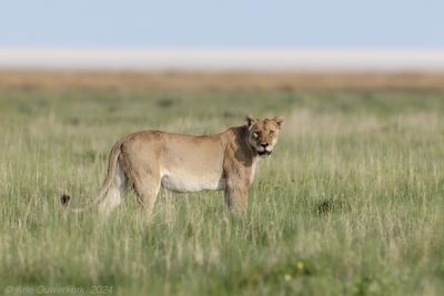 Lion - Leeuw - Panthera leo