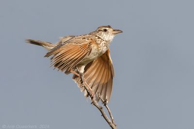 Rufous-naped Lark - Roodnekleeuwerik - Mirafra africana
