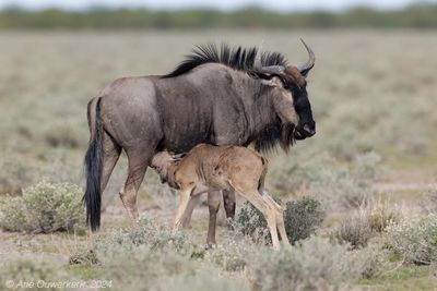 Etosha, Okaukuejo
