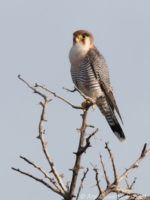Etosha, Halali