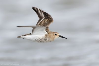 Bonte Strandloper / Dunlin 