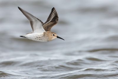 Bonte Strandloper / Dunlin