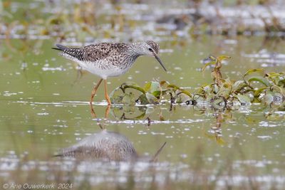 Kleine Geelpootruiter / Lesser Yellowlegs