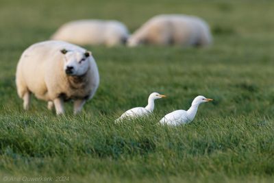 Koereiger / Cattle Egret