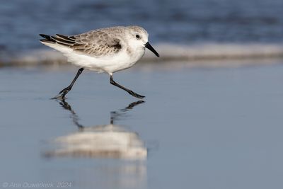 Drieteenstrandloper - Sanderling - Calidris alba