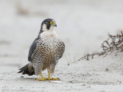 Slechtvalk - Peregrine Falcon - Falco peregrinus