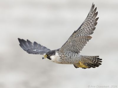 Slechtvalk - Peregrine Falcon - Falco peregrinus