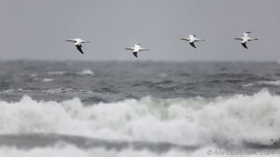 Jan-van-gent - Northern Gannet - Morus bassanus