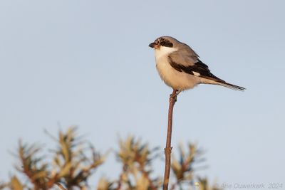 Kleine Klapekster - Lesser Grey Shrike - Lanius minor