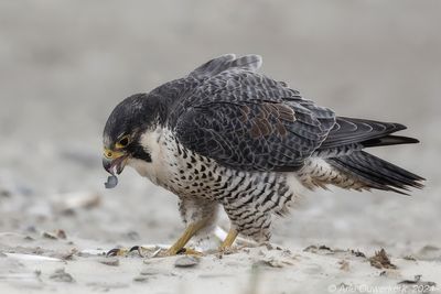Slechtvalk - Peregrine Falcon - Falco peregrinus