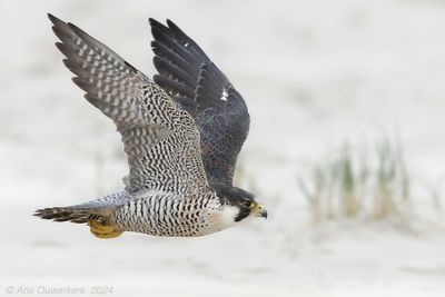 Slechtvalk - Peregrine Falcon - Falco peregrinus