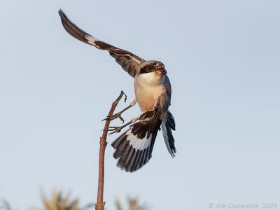 Kleine Klapekster / Lesser Grey Shrike