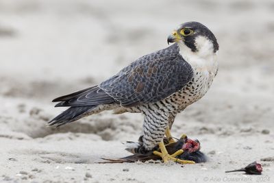 Slechtvalk - Peregrine Falcon - Falco peregrinus