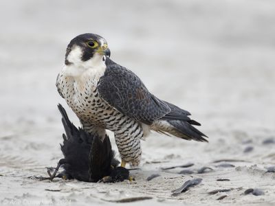 Slechtvalk - Peregrine Falcon - Falco peregrinus
