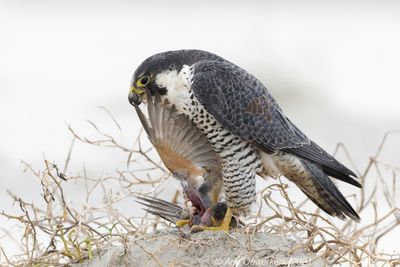 Slechtvalk - Peregrine Falcon - Falco peregrinus