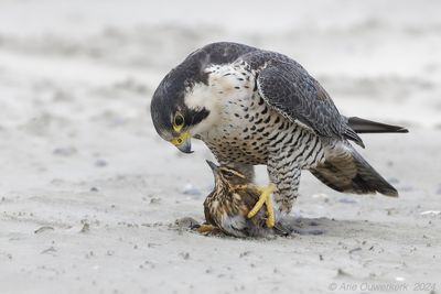 Slechtvalk - Peregrine Falcon - Falco peregrinus