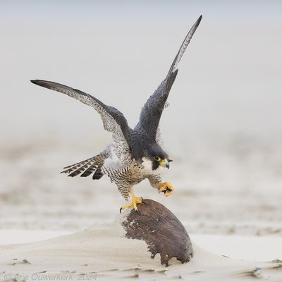 Slechtvalk - Peregrine Falcon - Falco peregrinus