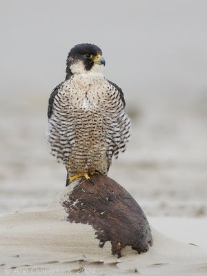 Slechtvalk - Peregrine Falcon - Falco peregrinus