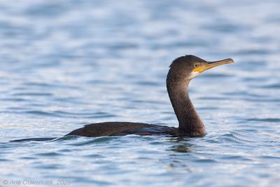Kuifaalscholver - European Shag - Phalacrocorax aristotelis