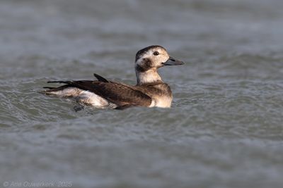 IJseend / Long-tailed Duck