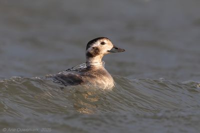 IJseend / Long-tailed Duck
