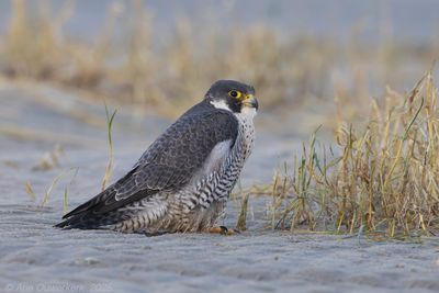 Slechtvalk - Peregrine Falcon - Falco peregrinus
