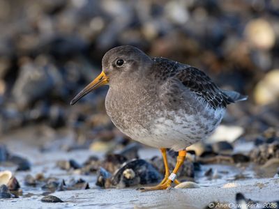 Paarse Strandloper - Purple Sandpiper - Calidris maritima