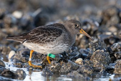 Paarse Strandloper / Purple Sandpiper