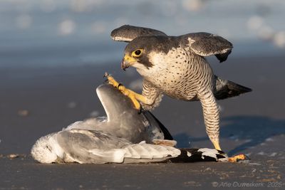 Slechtvalk - Peregrine Falcon - Falco peregrinus