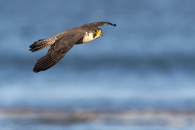 Slechtvalk / Peregrine Falcon