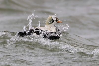 Brileider - Spectacled Eider - Somateria fischeri