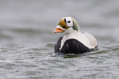 Brileider - Spectacled Eider - Somateria fischeri