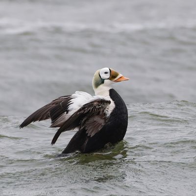 Brileider / Spectacled Eider