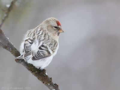 Witstuitbarmsijs - Arctic Redpoll - Carduelis hornemanni