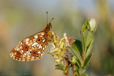 Zilveren Maan - Small Pearl-bordered Fritillary - Boloria selene