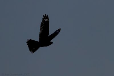 g13/08/586108/3/175512329.dd550120.JPEG