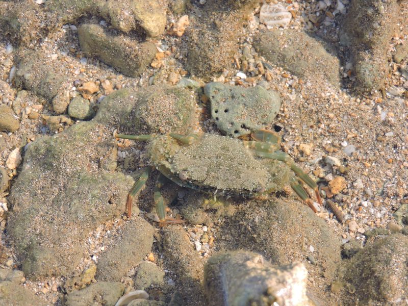 Barrett_DSCN2948_Crenate Swimming Crab.JPG