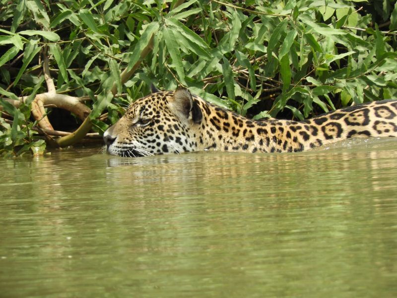 Barrett_DSCN4592_Jaguar.JPG